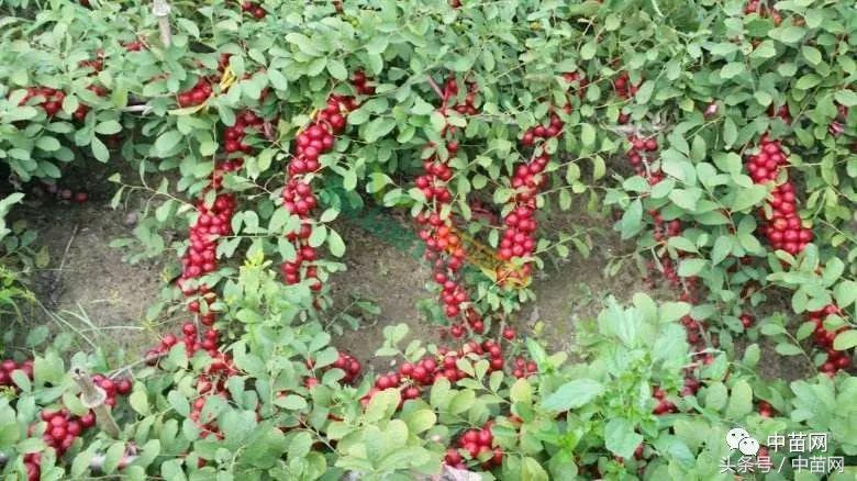 钙果都叫什么名,钙果稀有水果