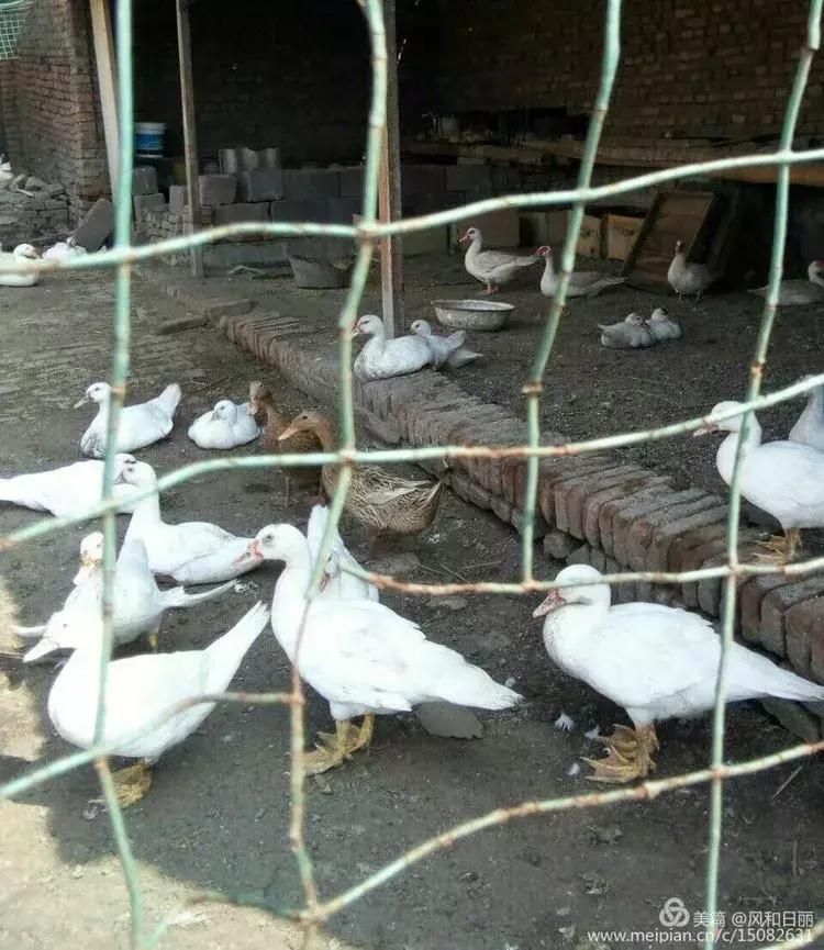 淄川龙山散养鸡,三山区散养土鸡场