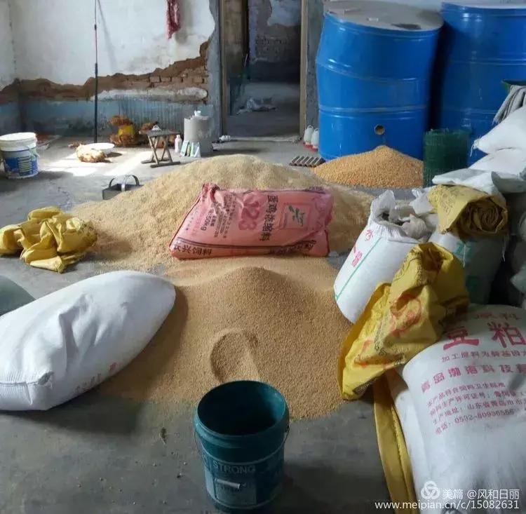 淄川龙山散养鸡,三山区散养土鸡场