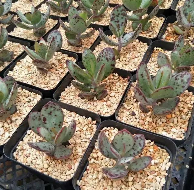 海豹水泡多肉的养护,水泡系列多肉哪些好养活