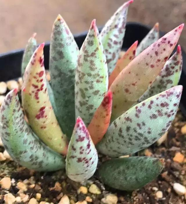 海豹水泡多肉的养护,水泡系列多肉哪些好养活