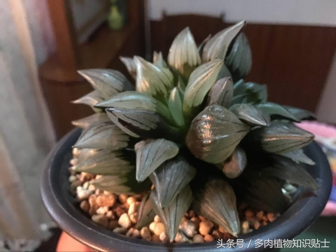 多肉商家的注意事项,多肉卖家的套路