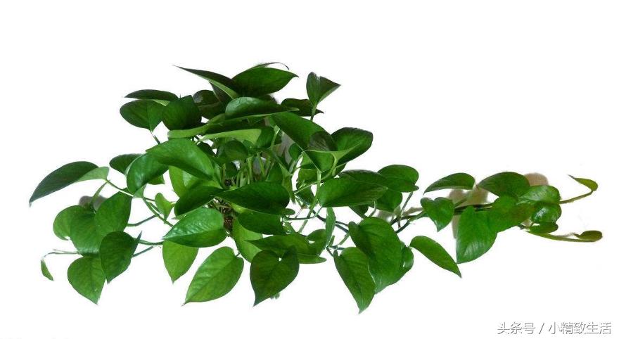 绿萝养几年越来越稀疏,绿萝养久了怎么越来越稀
