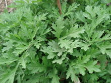 端午节有哪些民间风俗,家乡的风俗端午节赛龙舟