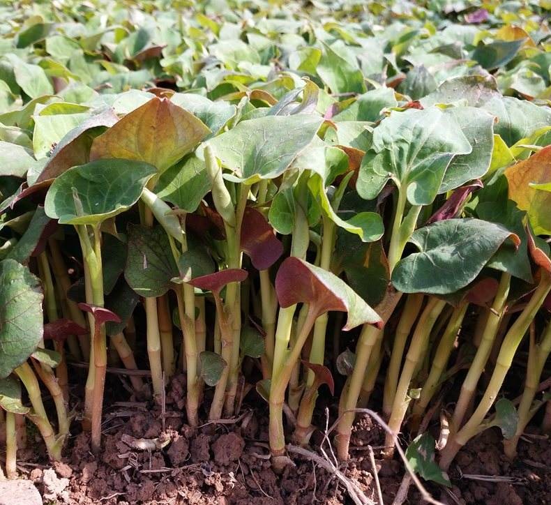 农村田埂上的这种野草,农村的这种随处可见的野草