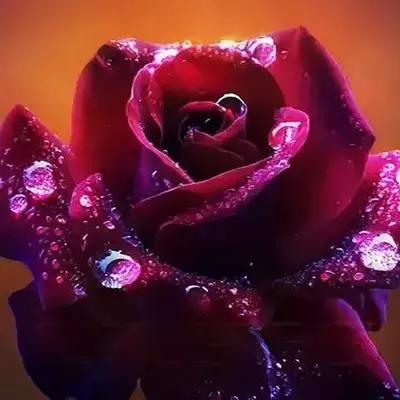 送你1314朵玫瑰图片,送你100朵玫瑰花