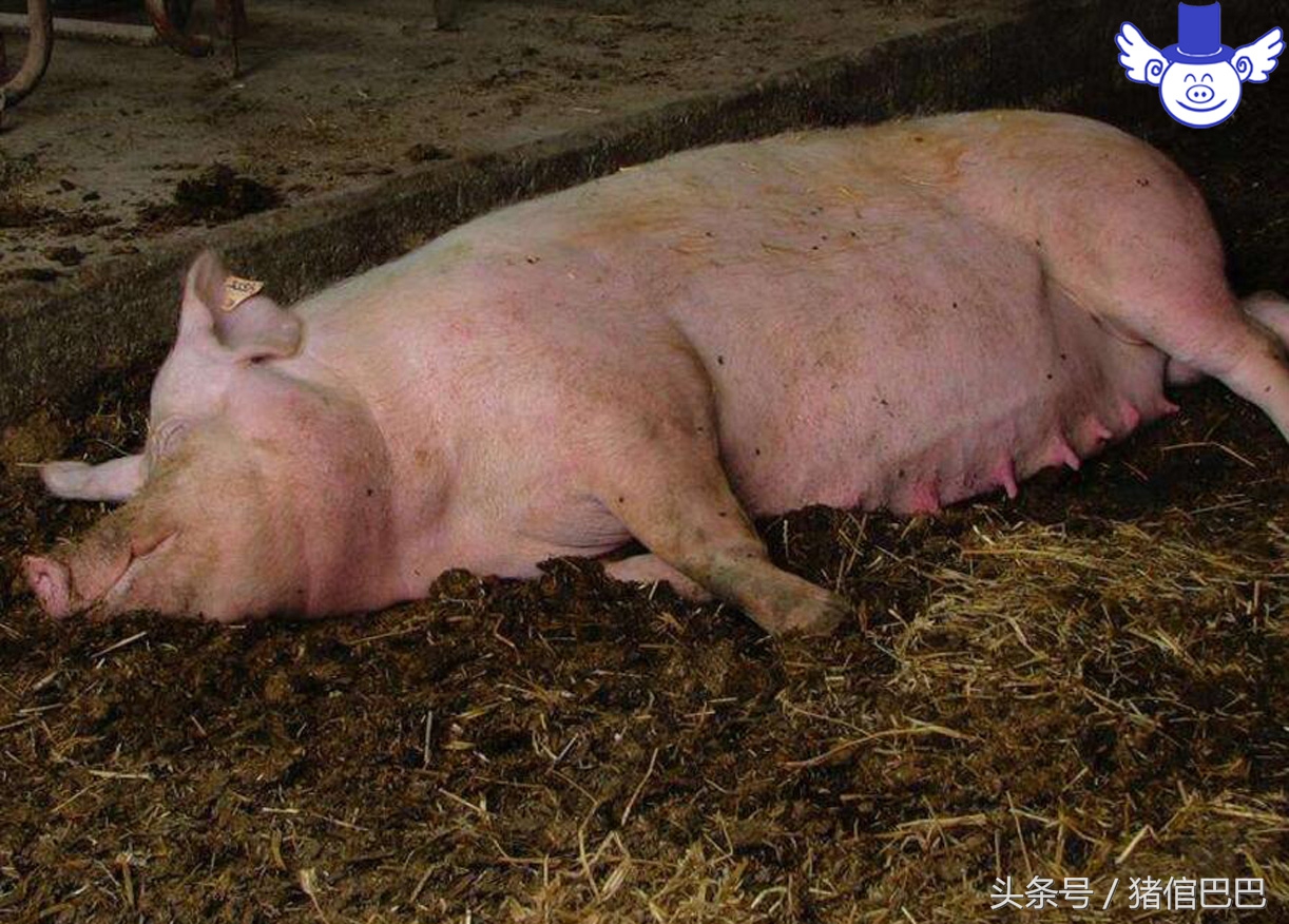 母猪难产的原因及解决方法,母猪难产最快解决办法是什么