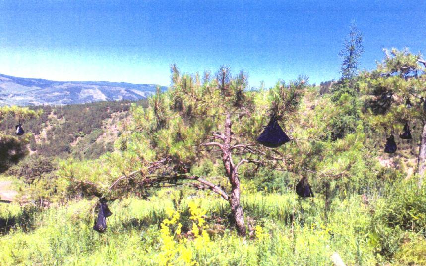 山丁子盆景修剪技巧,赤松景观树怎么修剪