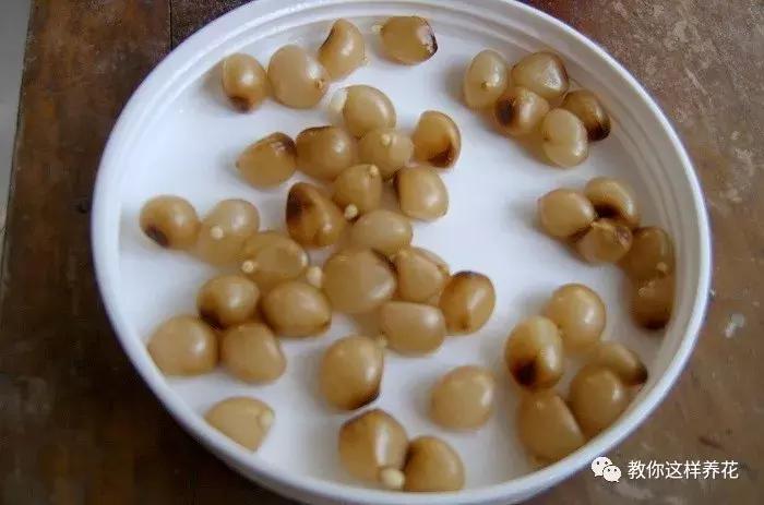 君子兰结的果实怎么处理,君子兰结籽后怎么处理