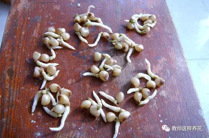 君子兰结的果实怎么处理,君子兰结籽后怎么处理