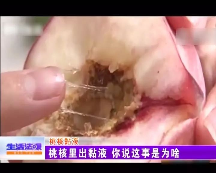 真相：桃子里面吃出黏液是“桃胶”还是另有他因？