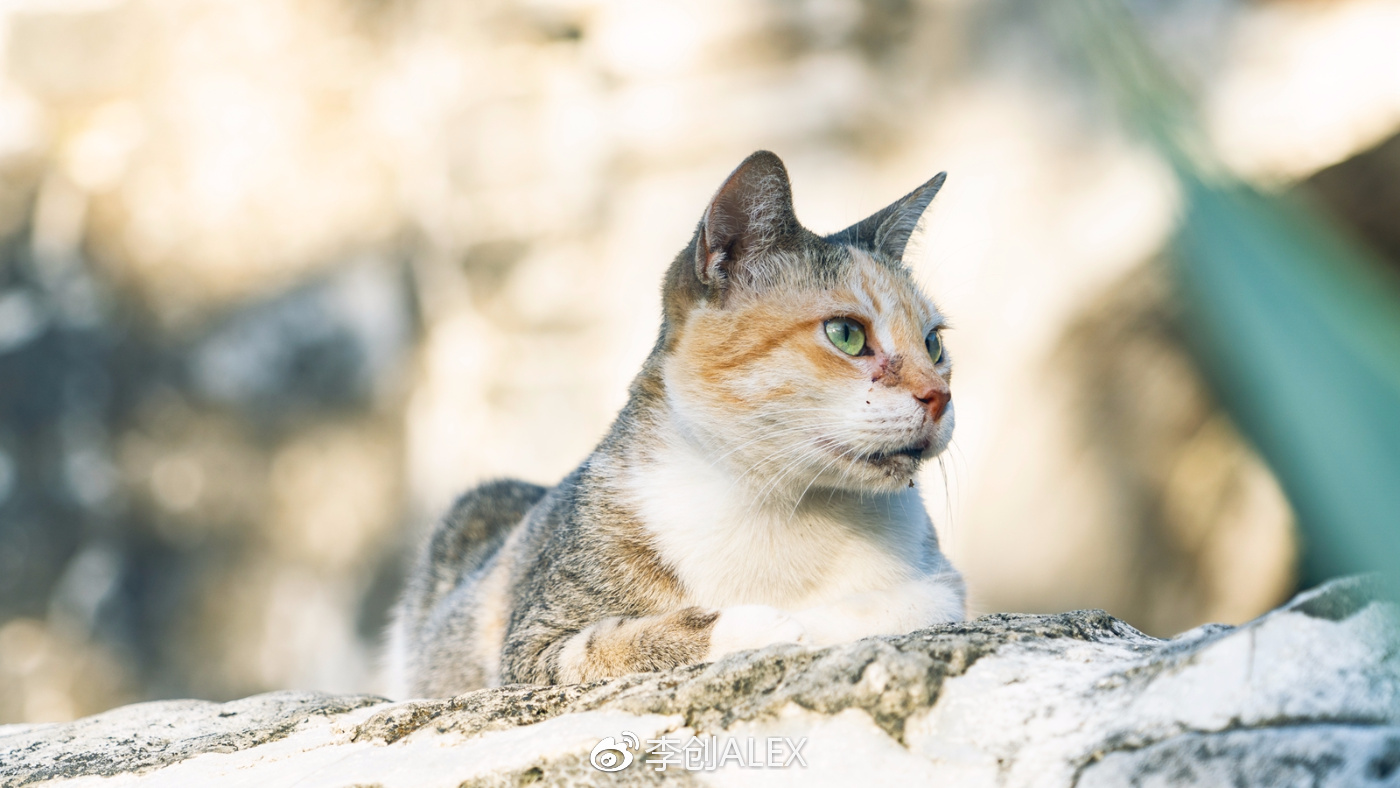 飞宿务直航城市,宿务到内地的直航航班