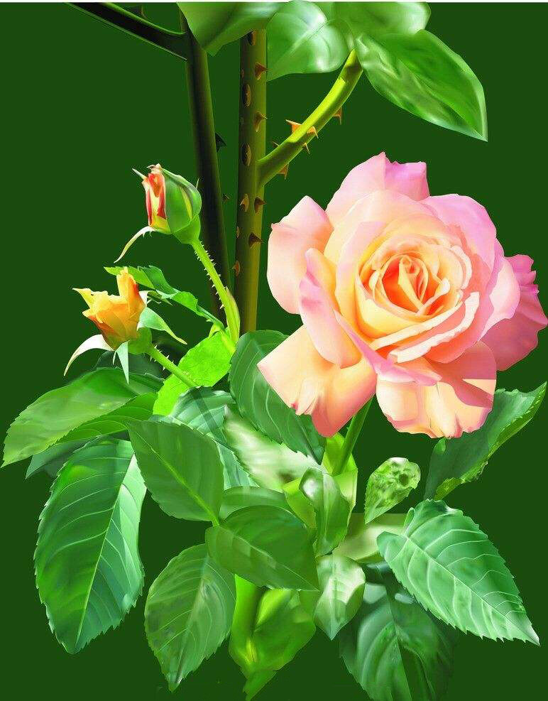 来听听玫瑰的解释,“为什么它浑身带刺”