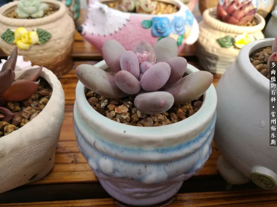 养多肉摒弃焦虑,包邮区不能养的多肉有哪些