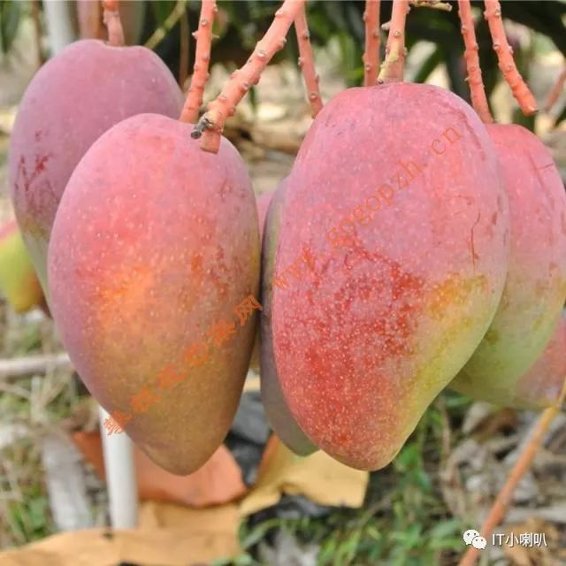 攀枝花芒果网,攀枝花芒果网直播