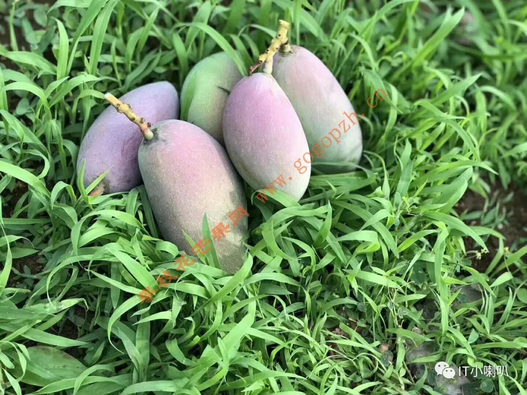 攀枝花芒果网,攀枝花芒果网直播