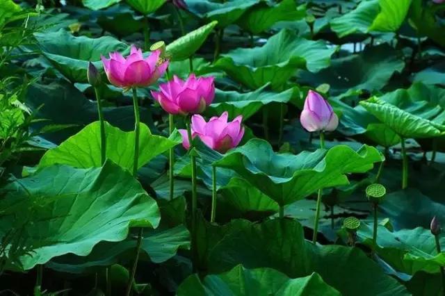 避暑攻略｜长春周边最美的8座山，最远不超过2小时，一起去登高！