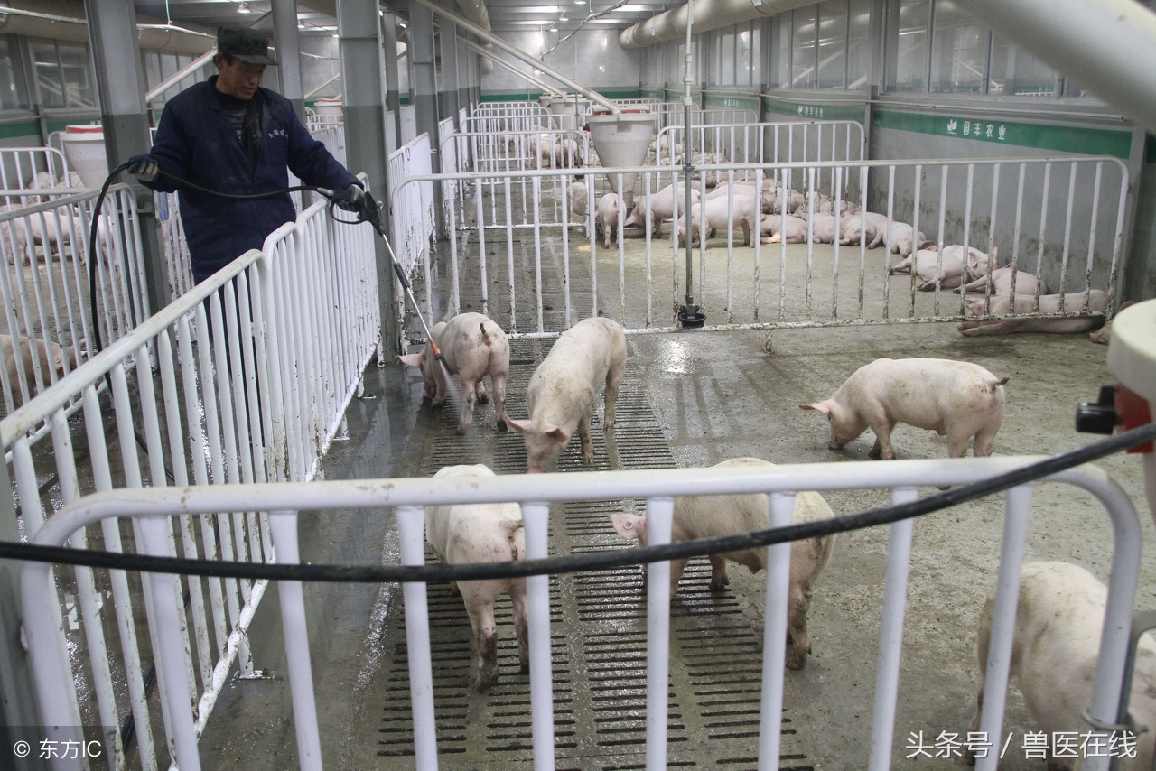 猪发烧打退烧针后低温是什么原因,猪先高烧后低温是什么原因