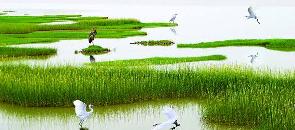 东营垦利区黄河故道,黄河入海垦利区