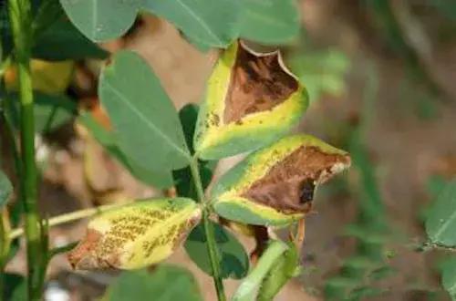 怎么知道花生什么病,看叶子知道树得什么病