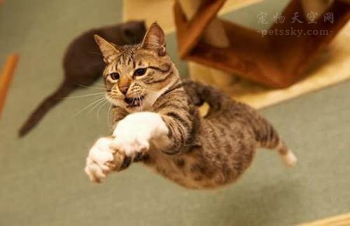 猫咪怎样不挠沙发,猫咪为什么喜欢挠沙发