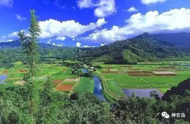 订单农业如何做好,订单农业的五个优秀案例