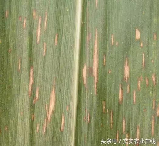 玉米苗期缺素病害高清图谱大全,玉米各种病害图片大全大图