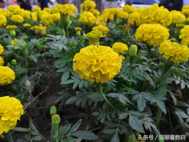 荣耀Play深度测评麒麟970“解除封印”性能升级