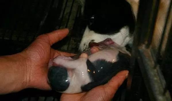 狗狗怀孕后，铲屎官需要必备哪些知识？