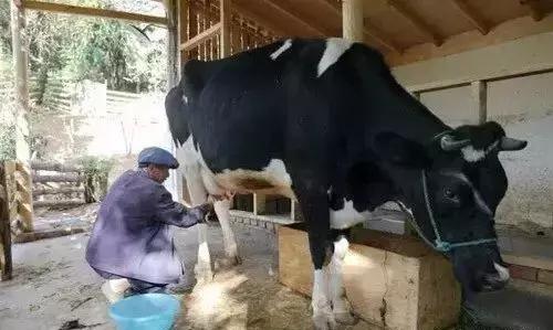 一个辍学生在大理租下23个足球场大的地方，种菜、养牛、建农场