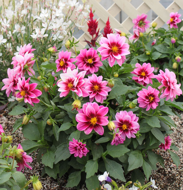 小丽花开花多久之后开始凋谢,小丽花有花苞不开花怎么办