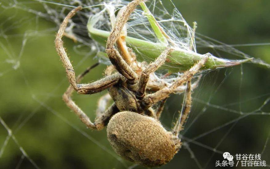 甘谷话方言图片,甘谷方言一二三四