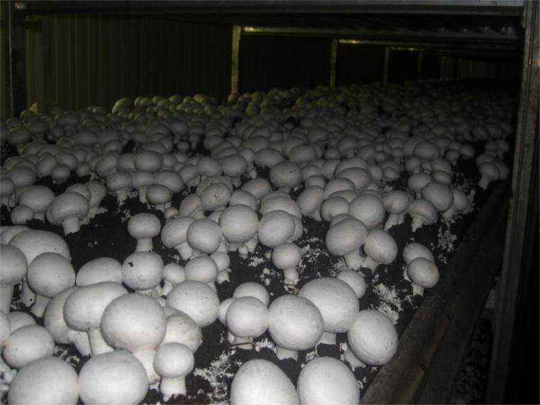 蘑菇种植技术哪里学,蘑菇种植培训学校在哪里