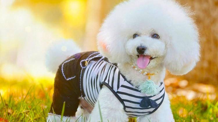 大家都爱养比熊,护理起来却有难度