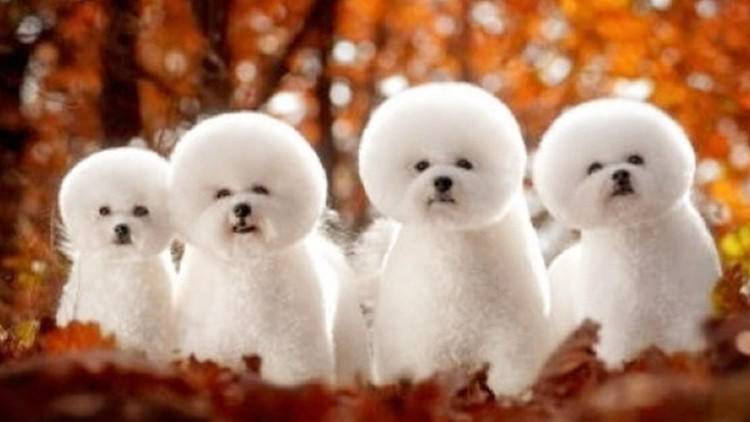 大家都爱养比熊,护理起来却有难度