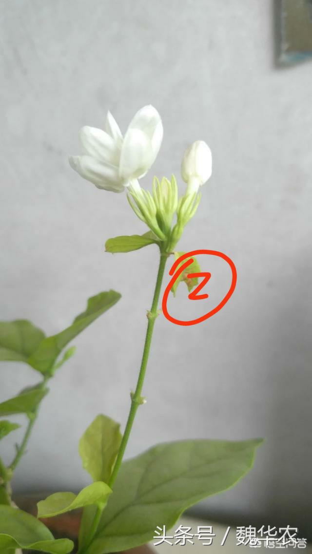 茉莉花病虫害治疗方法,茉莉花病虫害防治方法视频