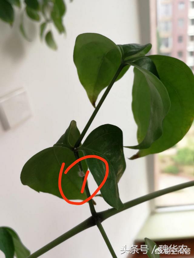 幸福树病虫害家庭防治小方法,幸福树介壳虫发生与防治