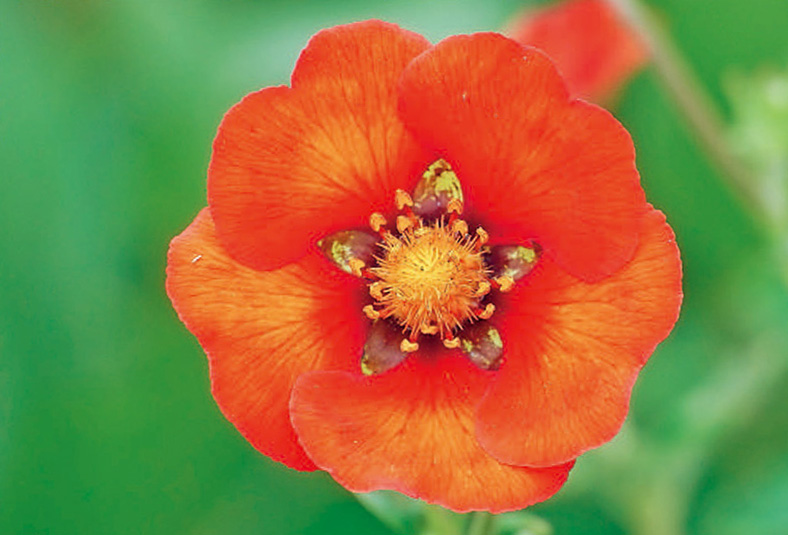 探访岭南花卉市场,花卉王国荷兰郁金香田