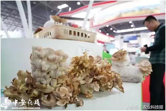 从垃圾里捡的东西变废为宝,从废物到宝物