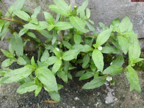 中药墨旱莲：路边很常见，貌不惊人却能补肾、止血