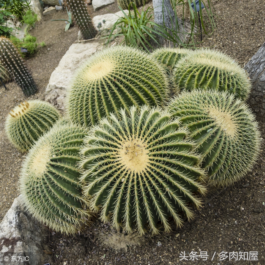 世界杯足球看点,世界杯有看点的比赛