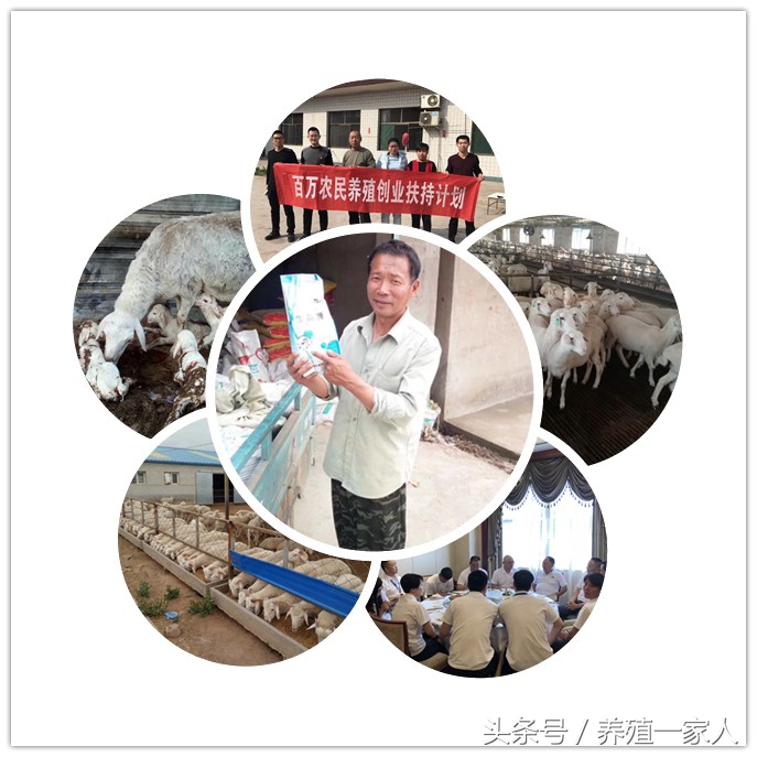 怎么处理羊运输应激,怎样预防羊长途运输后的应激反应