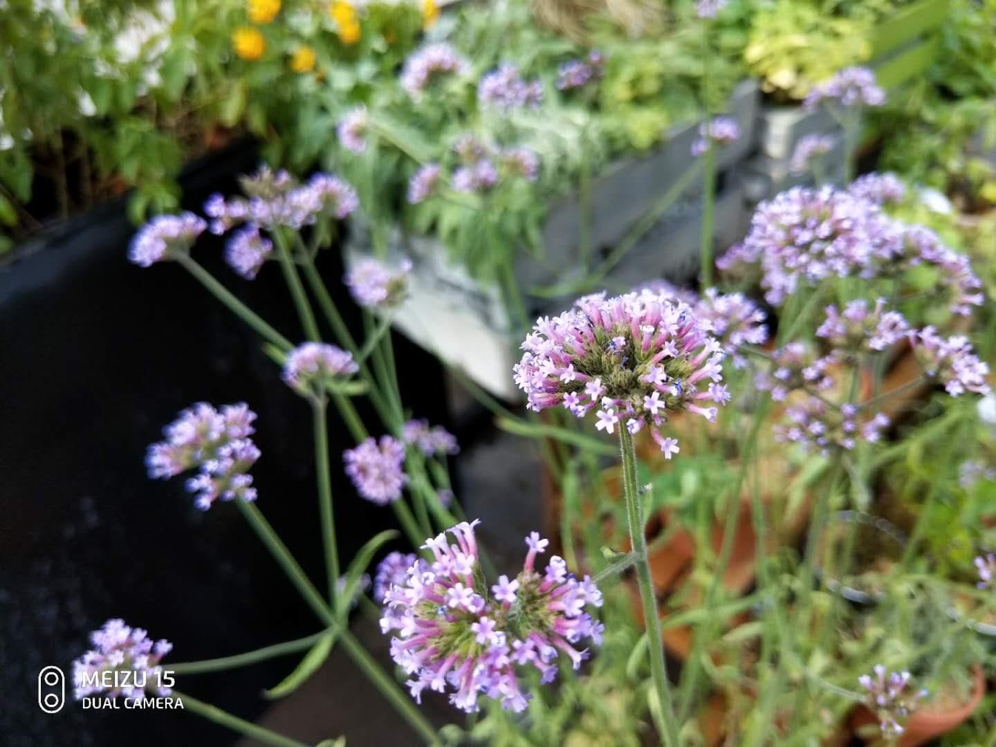 魅族15和苹果比,魅族15与iphonese