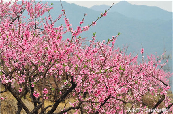 庭院风水植物什么最好,旺宅庭院植物