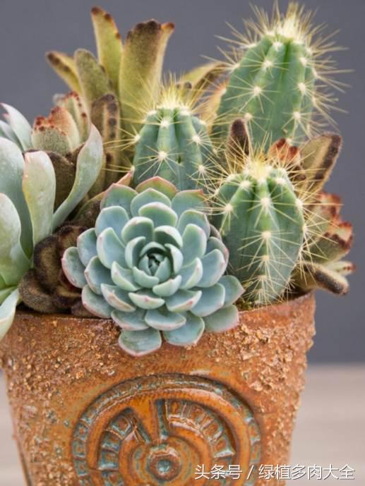 仙人掌刺太多怎么办,仙人掌要怎么预防虫害