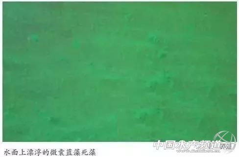 南美白对虾养殖技术增氧方式,南美白对虾养殖快速培藻