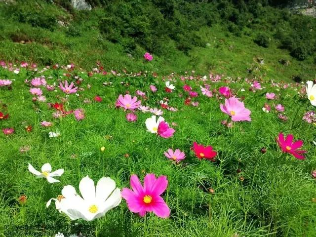 重庆耍事推荐,重庆耍事完整版