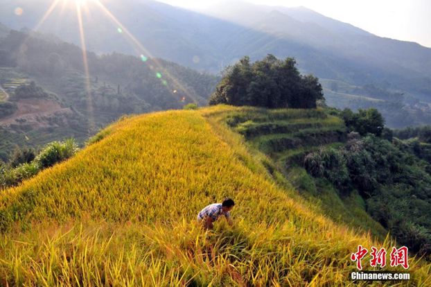 国家节日放假各几天,每年国家法定节日放假多少天