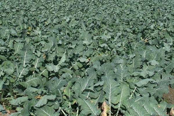 花菜种植增产技术,花菜怎样种植技术视频