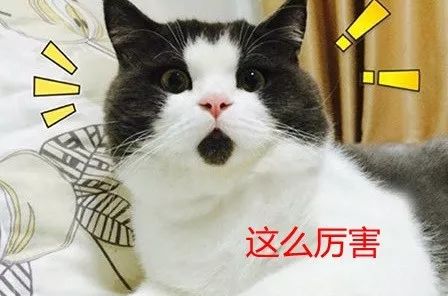 小库里三分总数,小库里独行侠200万